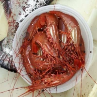 Fish-On Charters