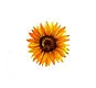 Sunflower Tango