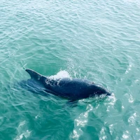 Carlingford Lough Sea Tours