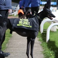 Brighton & Hove Greyhound Kennels