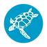 Ocean Turtle Diving