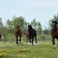 Equi-Libre