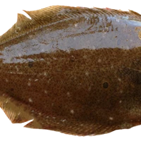 Baffin Fisheries Coalition