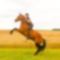 Horse Feel-Eventing