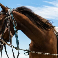 Huntaway Farms Horse Trekking