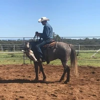 Syd Thew Horsemanship