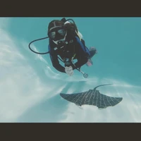 Double Arrow Dive Company