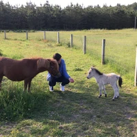 Ecurie Walter Lapertot School Riding Wl