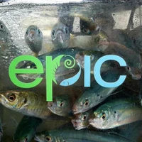 Epic Adventures Bay of Islands
