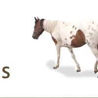 Westerleigh Livery Stables