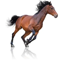 Le Palomino