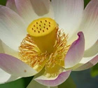 Yolande Swift Yoga