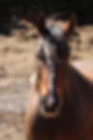 Equestrian Center quinnove