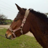 Stud Du Valentier