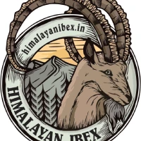 Himalayan Ibex kashmir Ski track trival