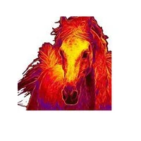 Dancing with my Horses