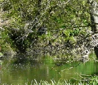 Dorking Angling Society