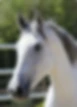 Equitation Fusionnee
