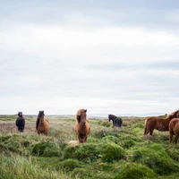 Ultra Equine