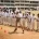 Gary Kirsten Cricket India