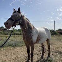 Stud De Lorane