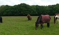 Maple Farm Liveries and Stables