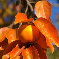 Restore Balance Retreat and Yoga