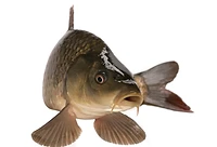 Riverside Fishery Bawtry Yorkshire
