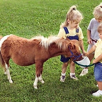 Pony Club, Les Poneys Nomades