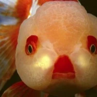 The Goldfish Bowl