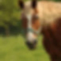 Golden Stirrup Equestrian