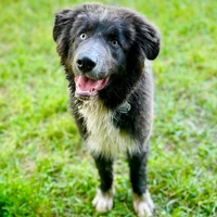 Un Chien Idéal