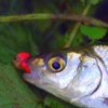 Riverside Angling Club