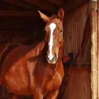 Horse Farm Small Villiers