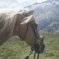 Les chemins de Diva