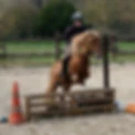 PONEY CLUB DE LA SENTE