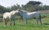 Manade Tournebelle