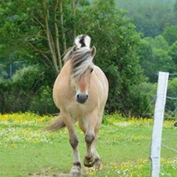 Stud D'auvine