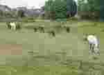 I Haras De Petite Boele Centre Equestrei