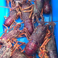 Cook Strait Fishing Charters