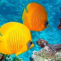 Underwater Pirate Club