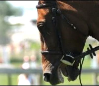 Westside Stables
