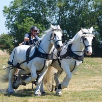 Le Thieulin, Cheval 28
