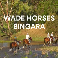 Wade Horses Bingara