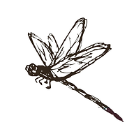 Libellula Movement Studio