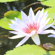 Hatha Yoga Barendrecht