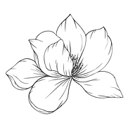 Yoga Magnolia