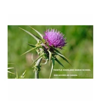 Thistle Highland Dancing Studio