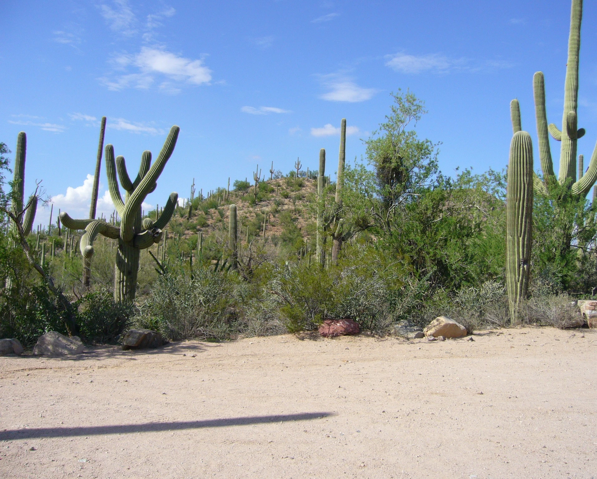 Cactus Country Dance