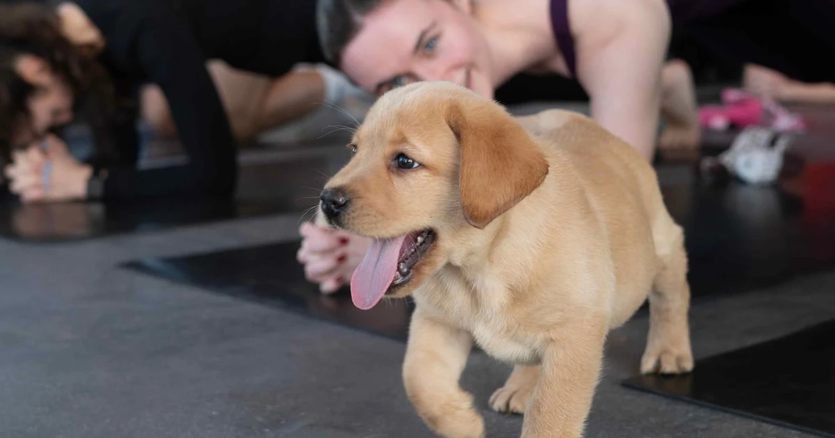 Puppy Yoga München (Yoga mit Welpen)